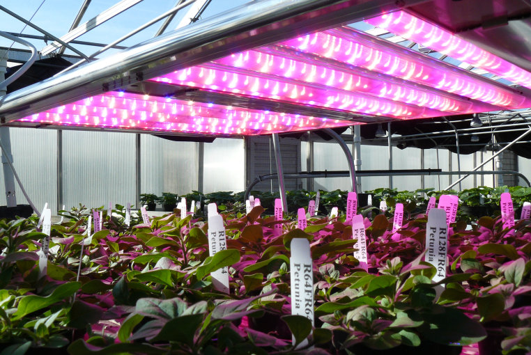 Lighting Of Plants With Artificial Light Horticulture Lighting