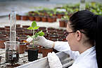 A researcher investigates biotechnologically improved cultivation of plants